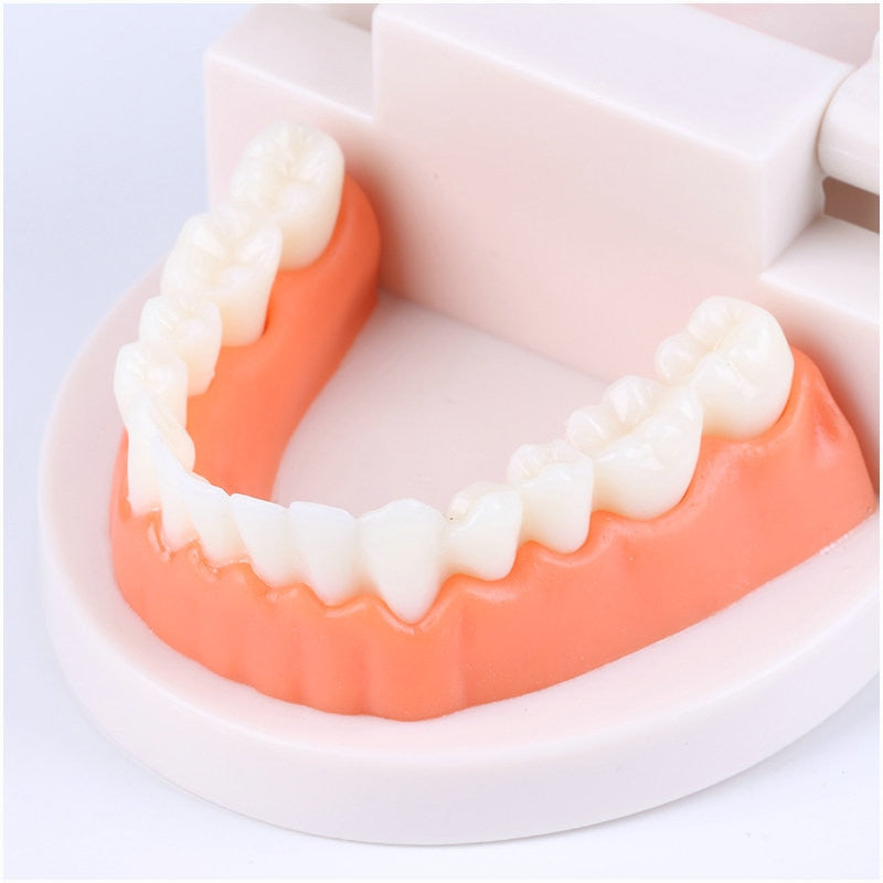 Brushing Tooth Teaching Aid